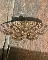 Speiredonia spectans