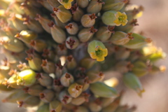 Kalanchoe thyrsiflora
