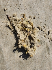 Sargassum sinclairii