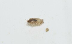 Chaetophiloscia cellaria