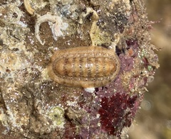 Ischnochiton cariosus