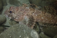 Hemilepidotus spinosus