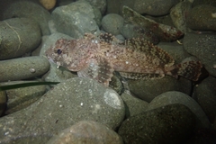 Hemilepidotus spinosus