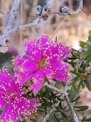 Melaleuca spathulata