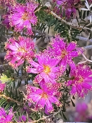 Melaleuca spathulata