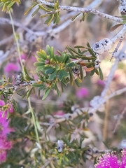Melaleuca spathulata