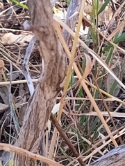 Melaleuca spathulata