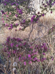 Melaleuca spathulata