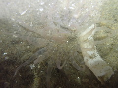 Harenactis attenuata