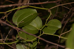 Smilax australis