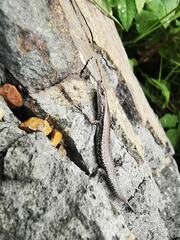Cryptoblepharus novocaledonicus