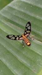 Amata polymita