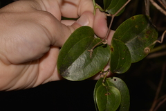 Smilax australis
