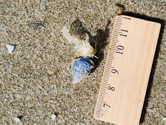Dosima fascicularis