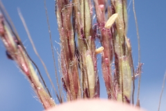 Dichanthium annulatum annulatum