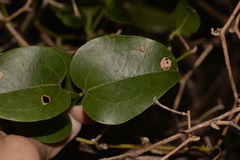 Smilax australis