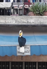 Rhyticeros undulatus