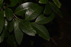 Celtis conferta amblyphylla