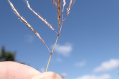 Dichanthium annulatum annulatum