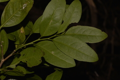 Celtis conferta amblyphylla