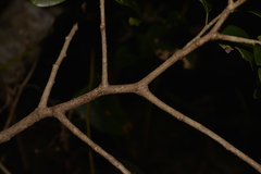 Celtis conferta amblyphylla