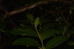 Celtis conferta amblyphylla