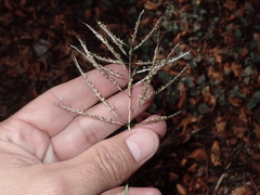 Dichanthium annulatum annulatum