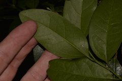 Celtis conferta amblyphylla