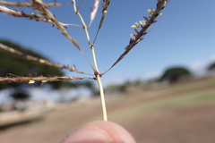 Dichanthium annulatum annulatum