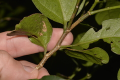 Celtis conferta amblyphylla