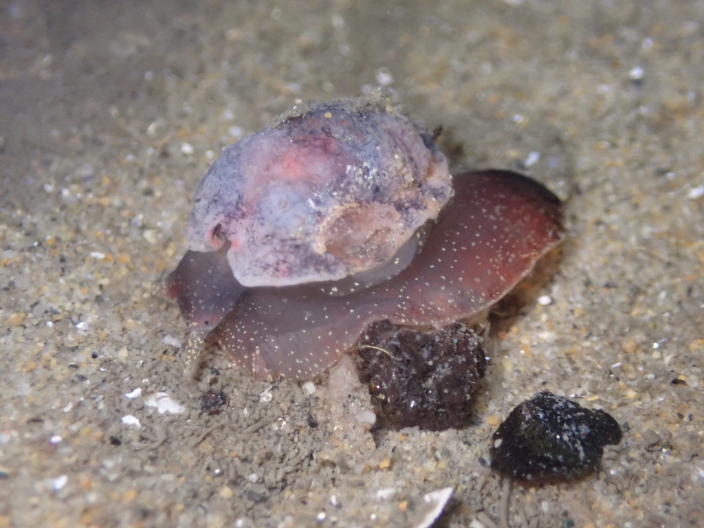 San Diego lamellaria