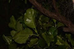 Atractocarpus stipularis