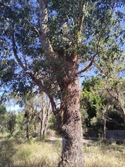 Eucalyptus gomphocephala