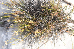 Menodora scabra