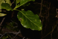 Atractocarpus stipularis