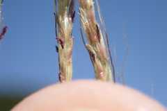 Dichanthium annulatum annulatum