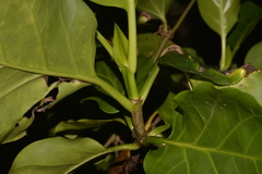 Atractocarpus stipularis