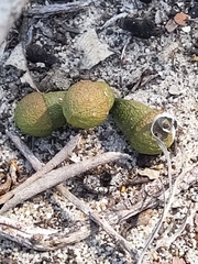 Eucalyptus gomphocephala