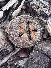 Eucalyptus gomphocephala