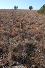 Kalanchoe thyrsiflora
