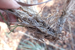 Dichanthium annulatum annulatum