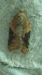 Acleris laterana