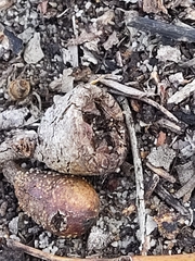 Eucalyptus gomphocephala