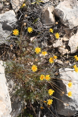 Thymophylla setifolia