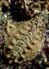 Acanthochitona