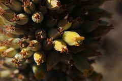 Kalanchoe thyrsiflora