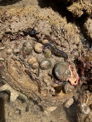 Allostichaster polyplax