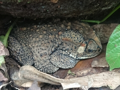 Duttaphrynus melanostictus