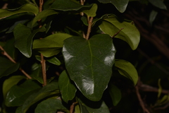 Xylosma maidenii