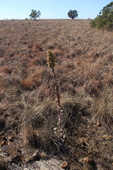 Kalanchoe thyrsiflora